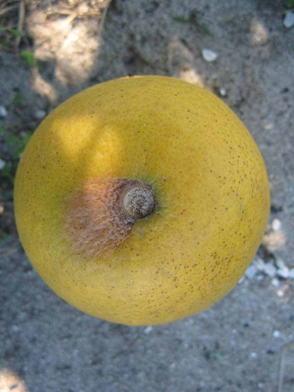              Fruit (Winter Haven, FL)       